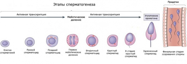 Стадии сперматогенеза