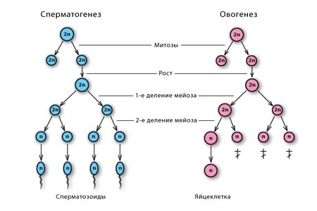 Схема сперматогенеза и овогенеза